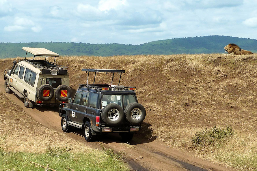 Zwei Geländewagen auf Safari halten neben einem Hügel, auf dem ein Löwe liegt